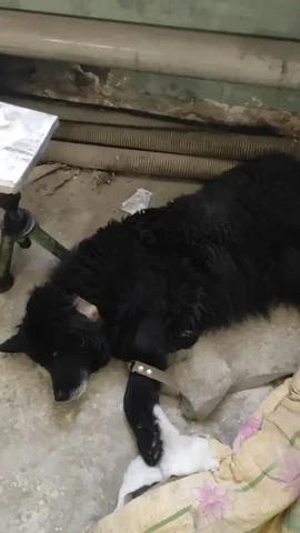 Сбор средств на лечение Черныша после операции - Ветеринария в Саратов