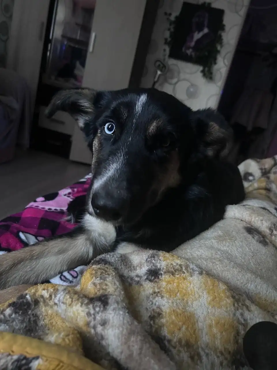 Пристрой щенка в добрые руки в Саратове - Собаки (Животные) в Саратов