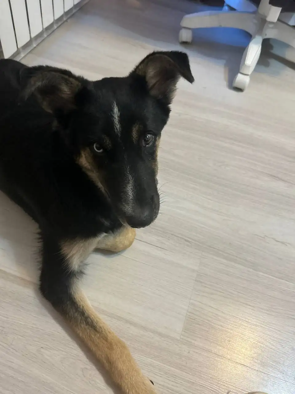 Пристрой щенка в добрые руки в Саратове - Собаки (Животные) в Саратов