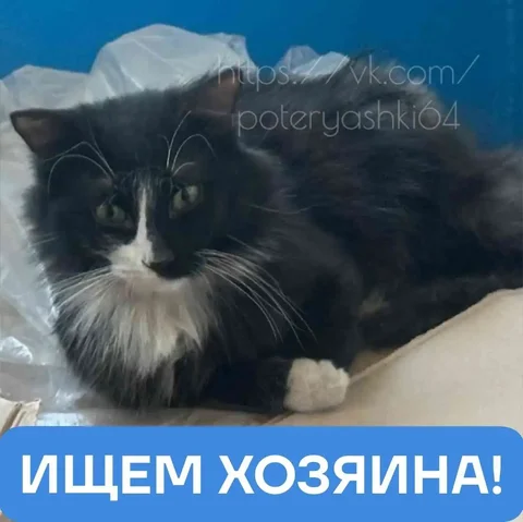 Потерянный кот в Саратове - Ветеринария в Саратов