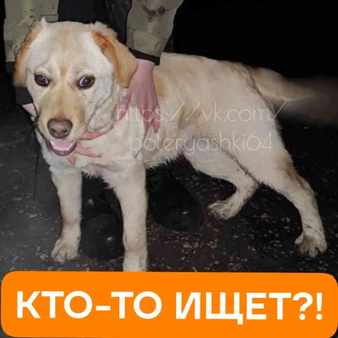 Найдена молодая собака в районе детского лагеря Буревестник - Собаки (Животные) в Энгельс