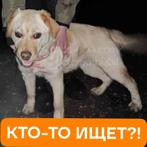 Найдена молодая собака в районе детского лагеря Буревестник - Собаки в Энгельс