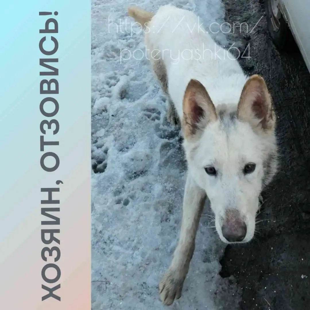 Найден белый пёс, похожий на овчарку в Саратове - Собаки (Животные) в Саратов