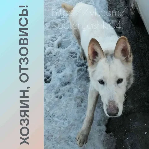 Найден белый пёс, похожий на овчарку в Саратове - Ветеринария в Саратов