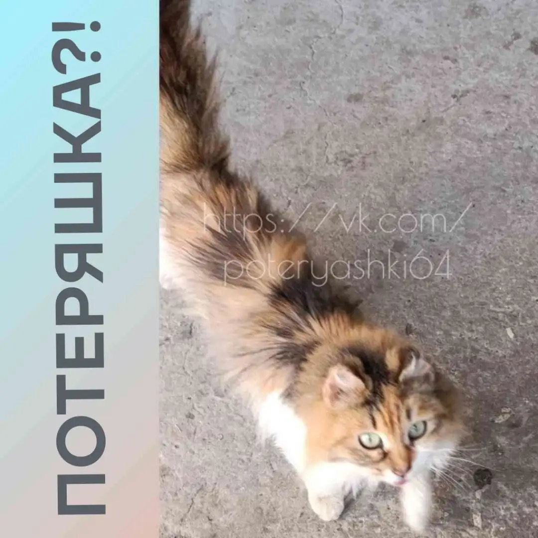 Нужна передержка для кошки в Саратове - Кошки (Животные) в Саратов