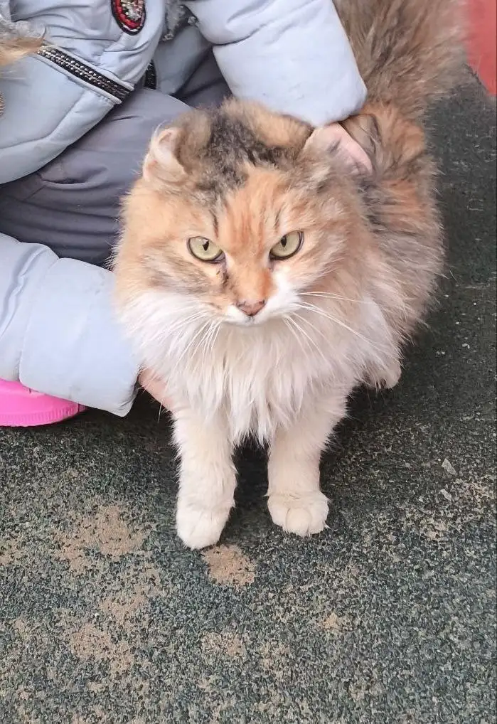 Нужна передержка для кошки в Саратове - Кошки (Животные) в Саратов