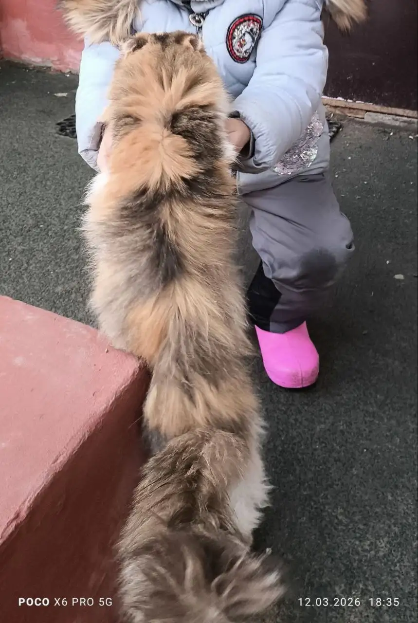 Нужна передержка для кошки в Саратове - Кошки (Животные) в Саратов