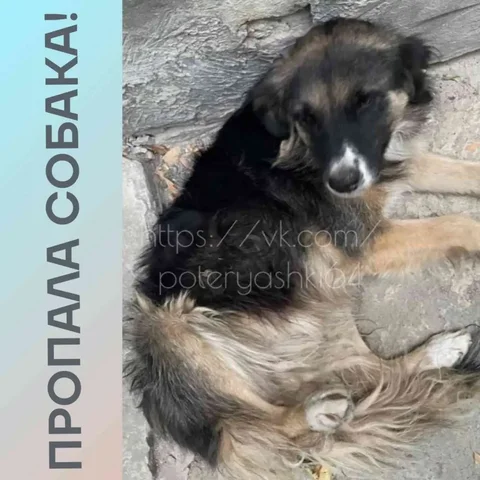 Пропала собака Буша в Саратове - Ветеринария в Саратов