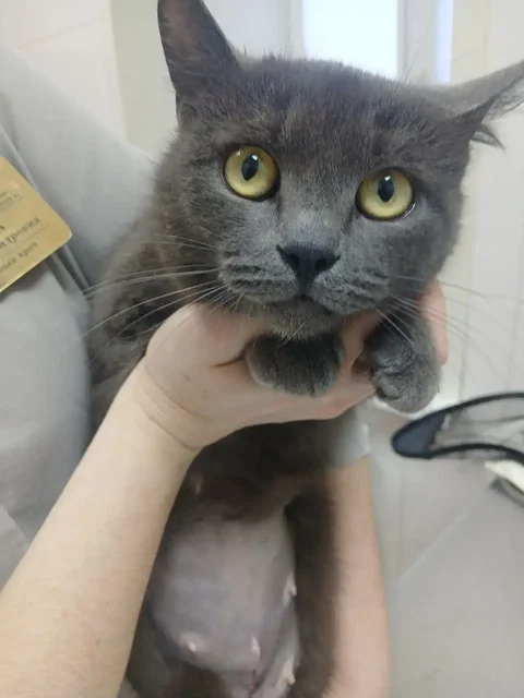 Пристройство котенка после стерилизации в Саратове - Благотворительность/Помощь в Саратов