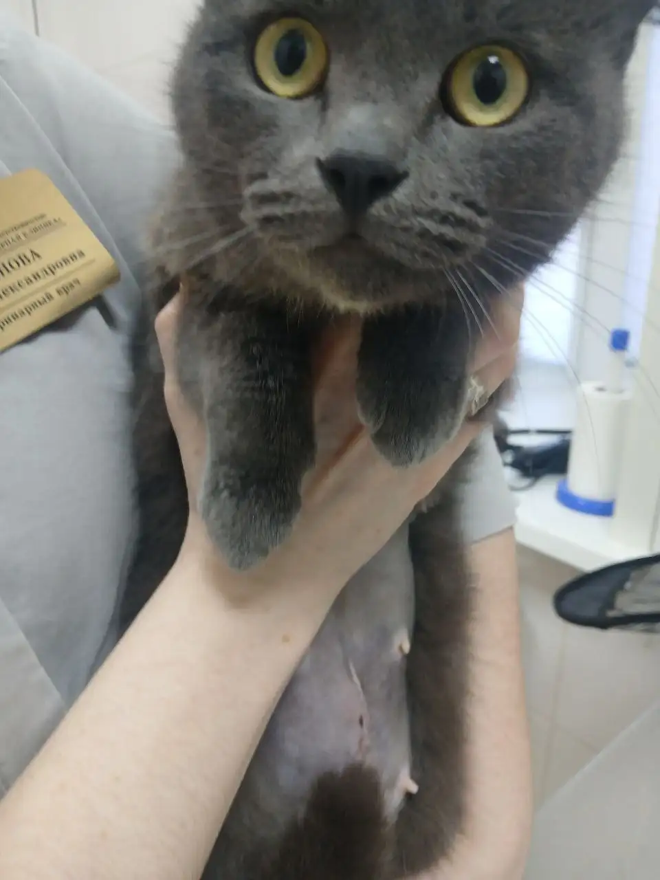 Пристройство котенка после стерилизации в Саратове - Кошки (Животные) в Саратов