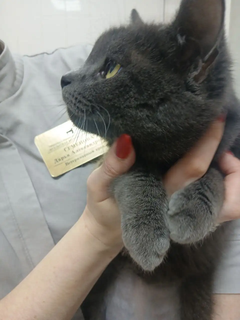 Пристройство котенка после стерилизации в Саратове - Кошки (Животные) в Саратов