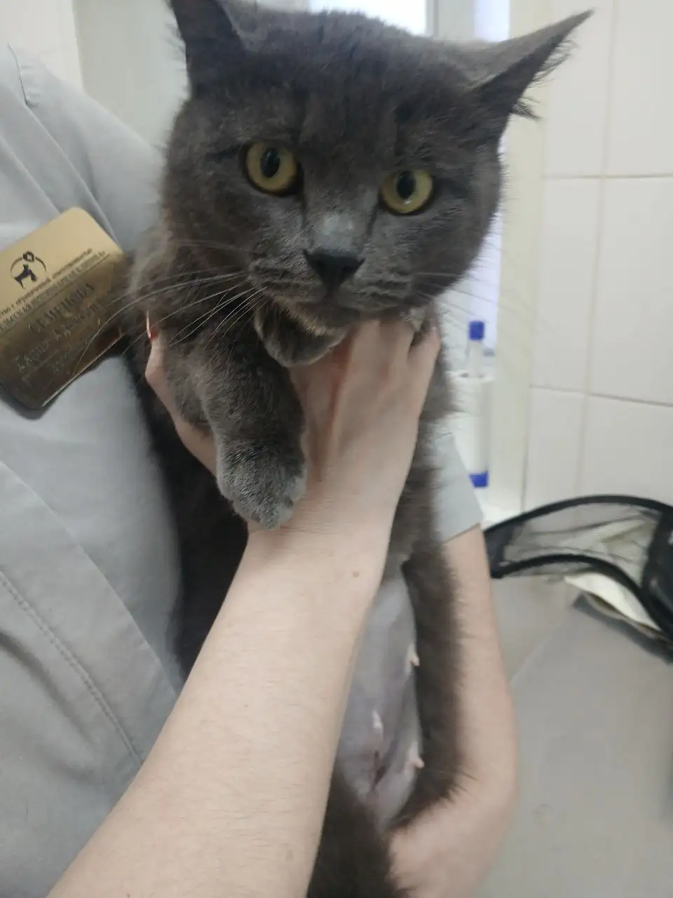 Пристройство котенка после стерилизации в Саратове - Кошки (Животные) в Саратов