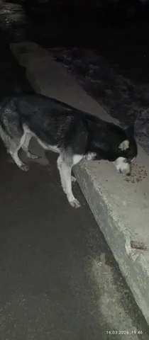 Потерявшаяся собака породы хаски - Собаки в Саратов