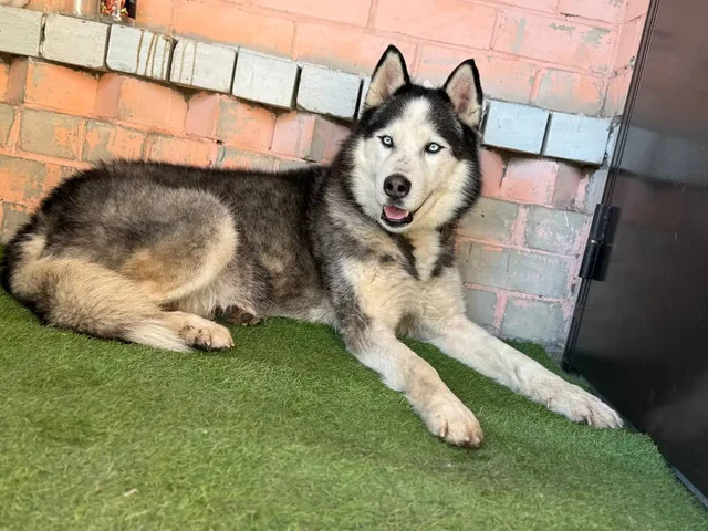 Хаски Айс ищет добрые руки - Собаки в Саратов