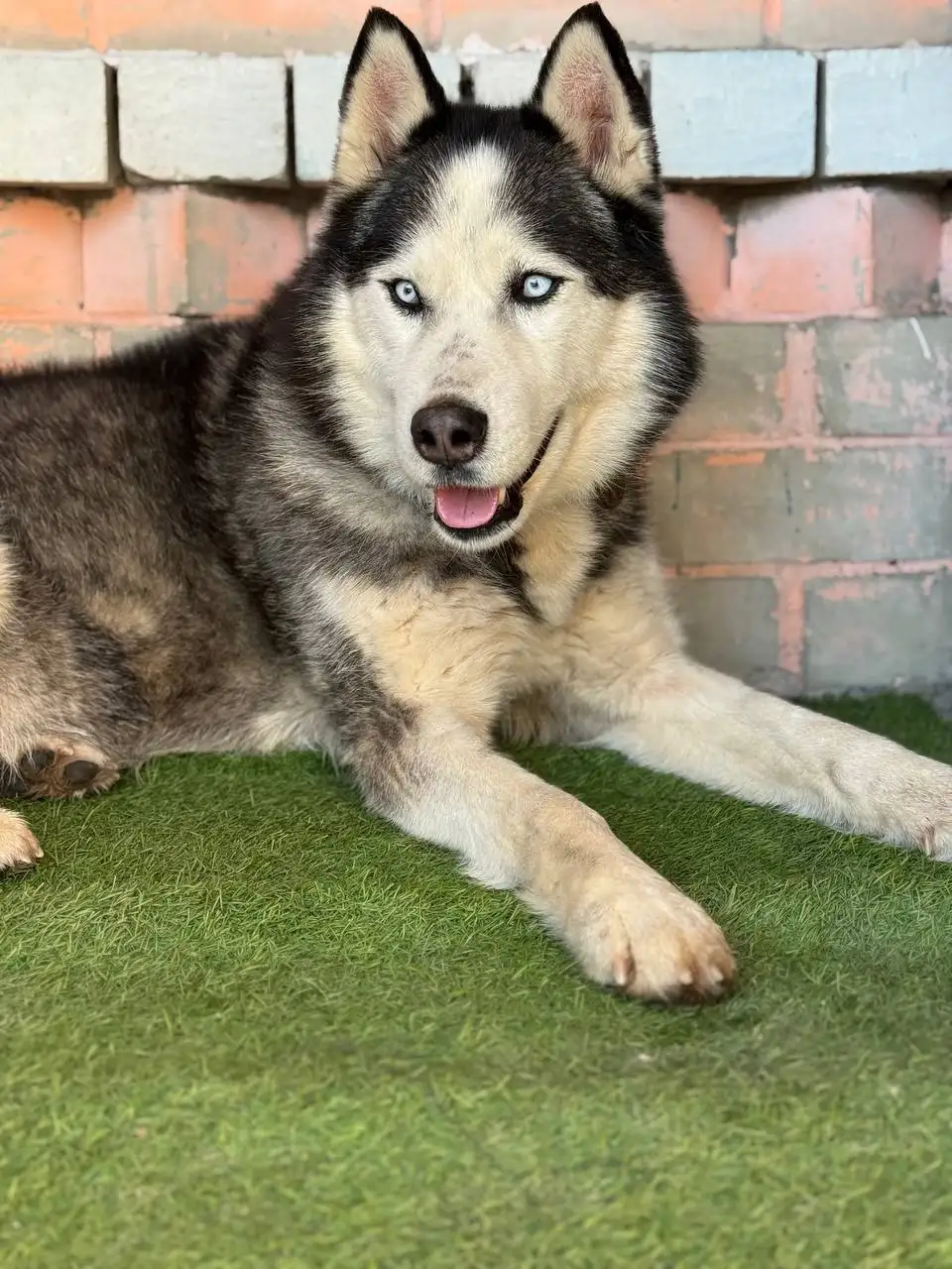 Хаски Айс ищет добрые руки - Собаки (Животные) в Саратов