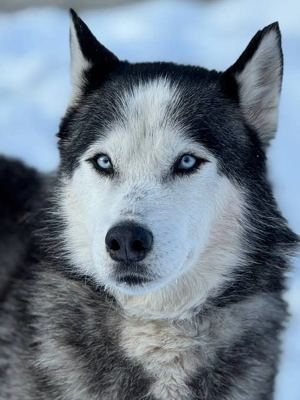 Хаски Айс ищет добрые руки - Собаки (Животные) в Саратов