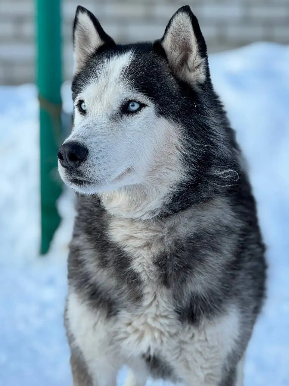 Хаски Айс ищет добрые руки - Собаки (Животные) в Саратов
