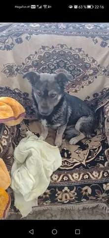 Найден верный друг на трассе Лысые горы Калининск - Потерянные животные в Калининск