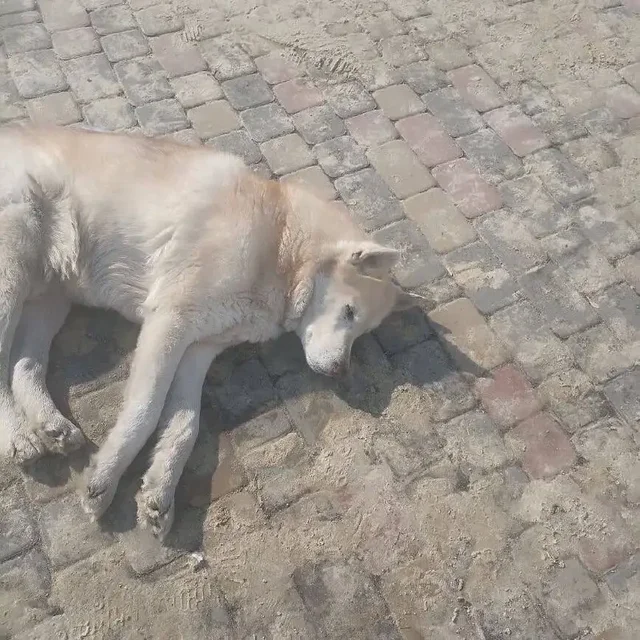 Потерянная собака породы хаски в Калининске - Собаки в Калининск