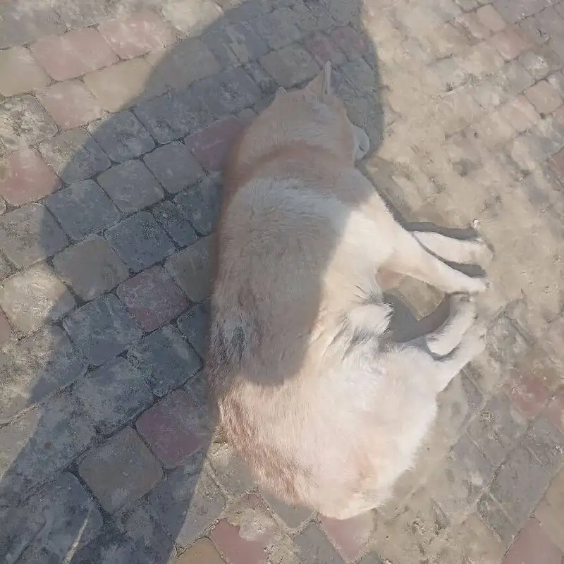 Потерянная собака породы хаски в Калининске - Собаки (Животные) в Калининск