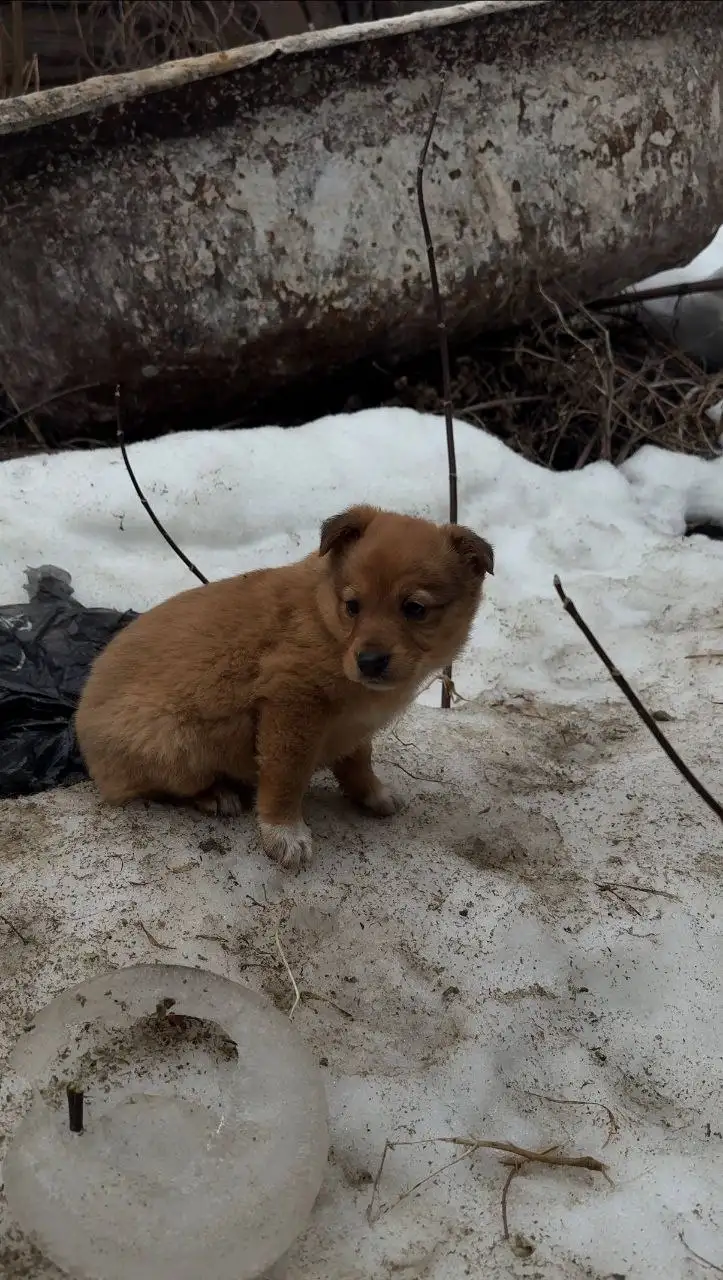 Щенки для дома в Саратове - Собаки (Животные) в Саратов