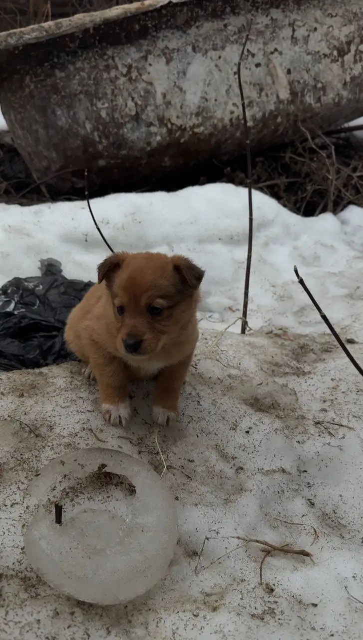 Щенки для дома в Саратове - Собаки (Животные) в Саратов