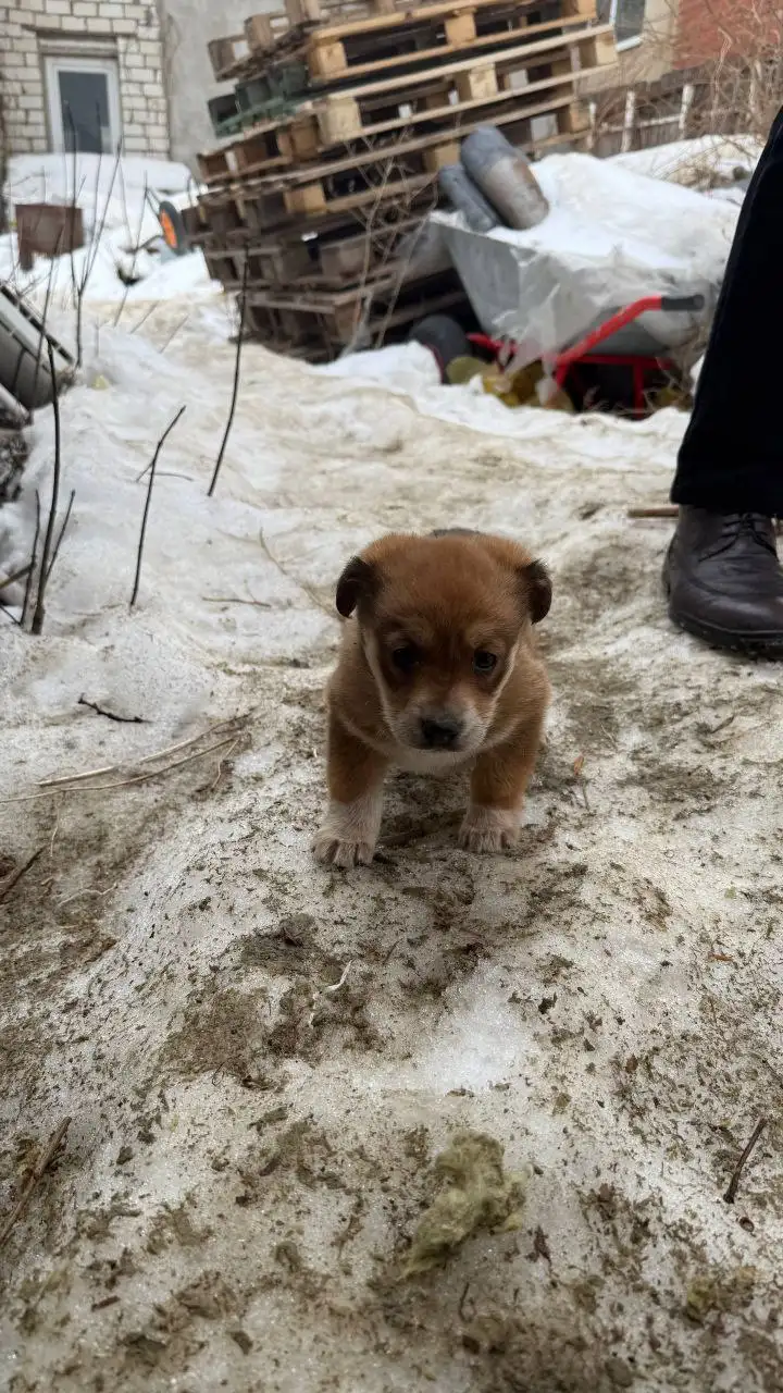 Щенки для дома в Саратове - Собаки (Животные) в Саратов