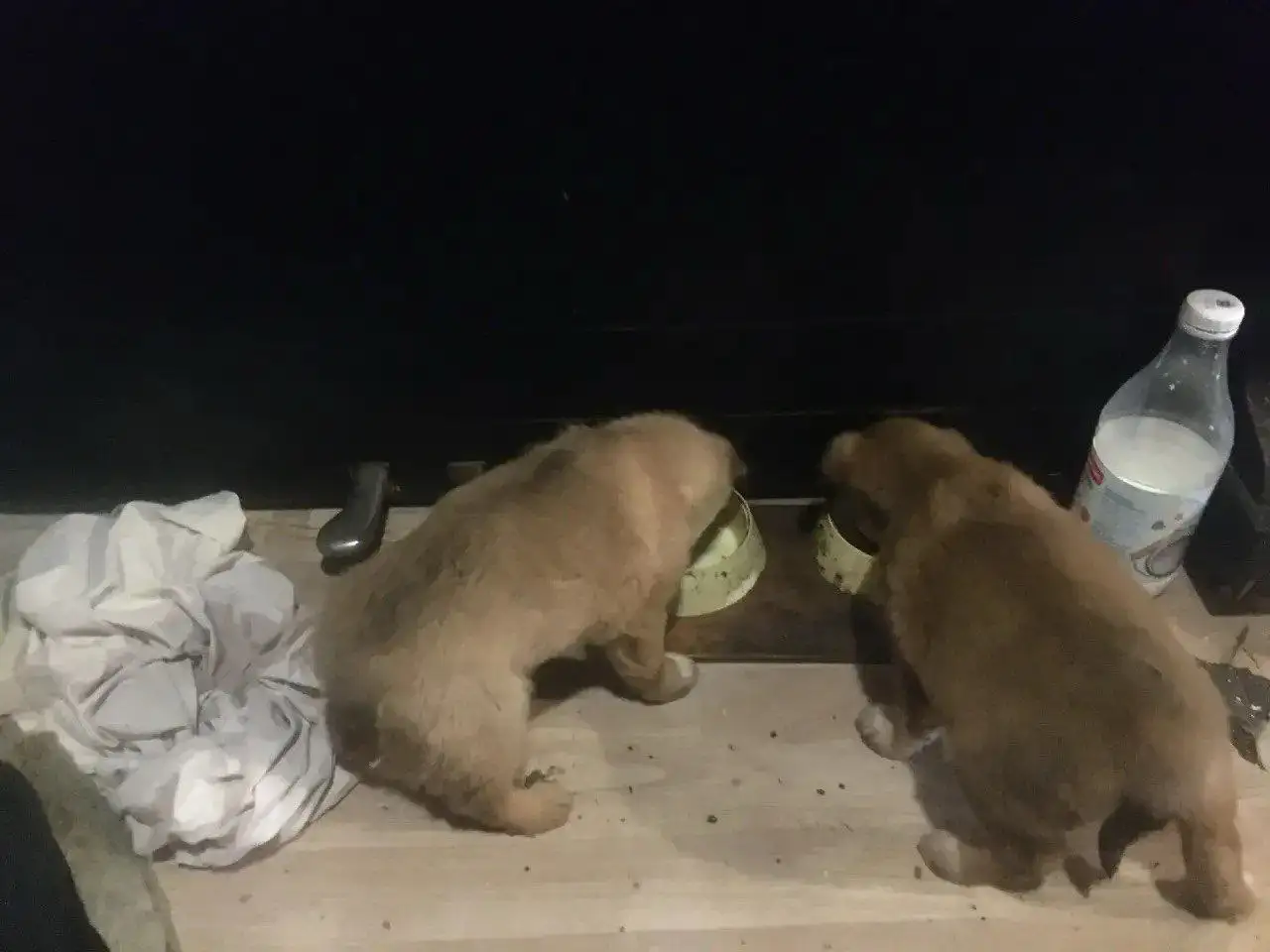 Щенки для дома в Саратове - Собаки (Животные) в Саратов