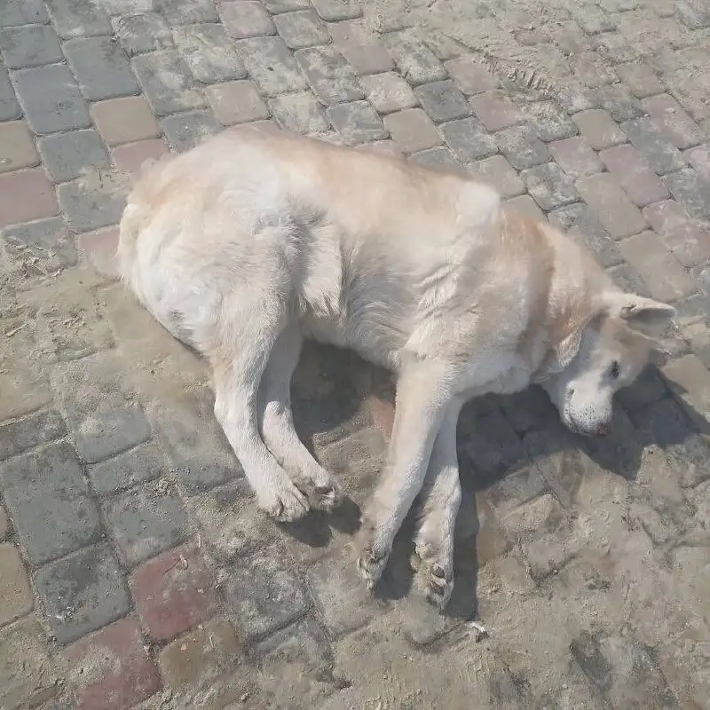 Потерявшийся щенок хаски в Калининске - Потерянные животные (Животные) в Калининск