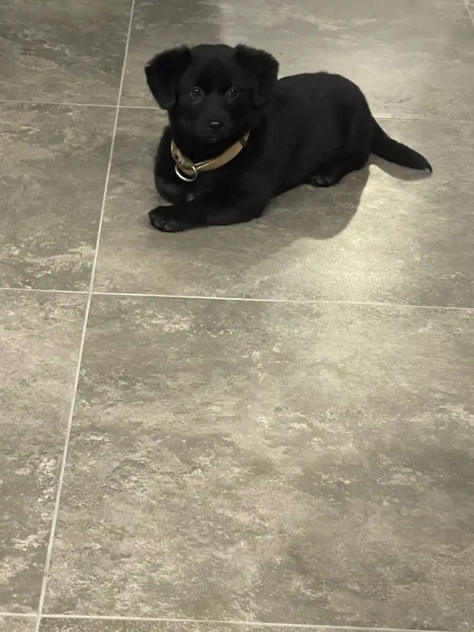 Девочка-коротколапик нашла дом - Кошки (Животные) в Саратов