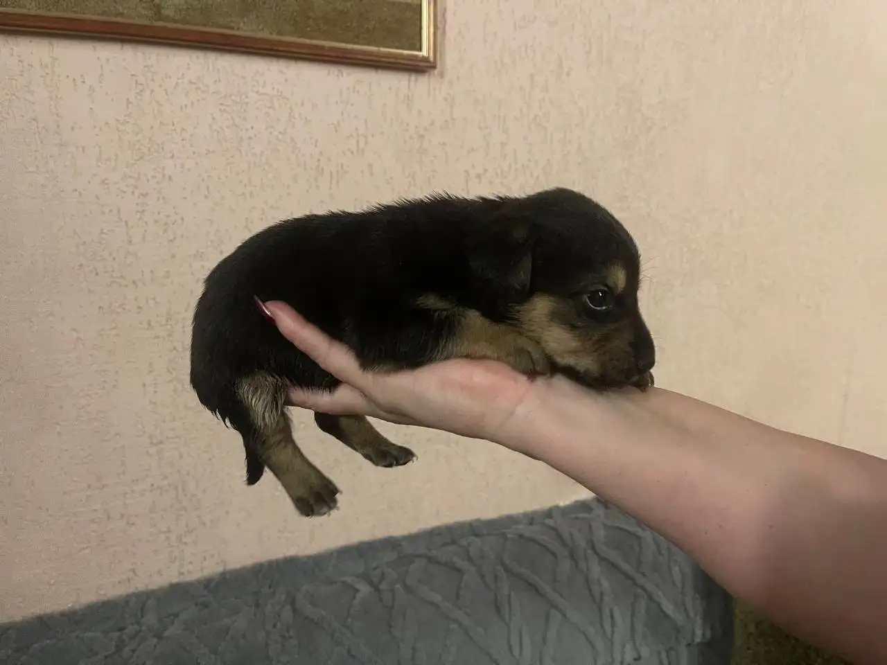 Экстренная помощь щенкам, найденным на помойке - Собаки (Животные) в Саратов