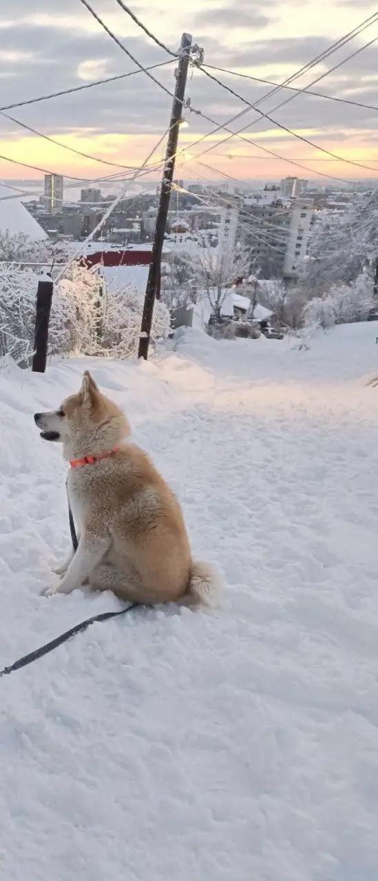 Потерялась собака Лиска в Волжском районе - Собаки (Животные) в Саратов