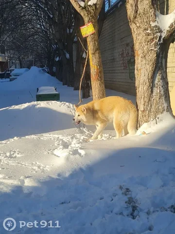Найдена собака породы Акита - Собаки в Саратов