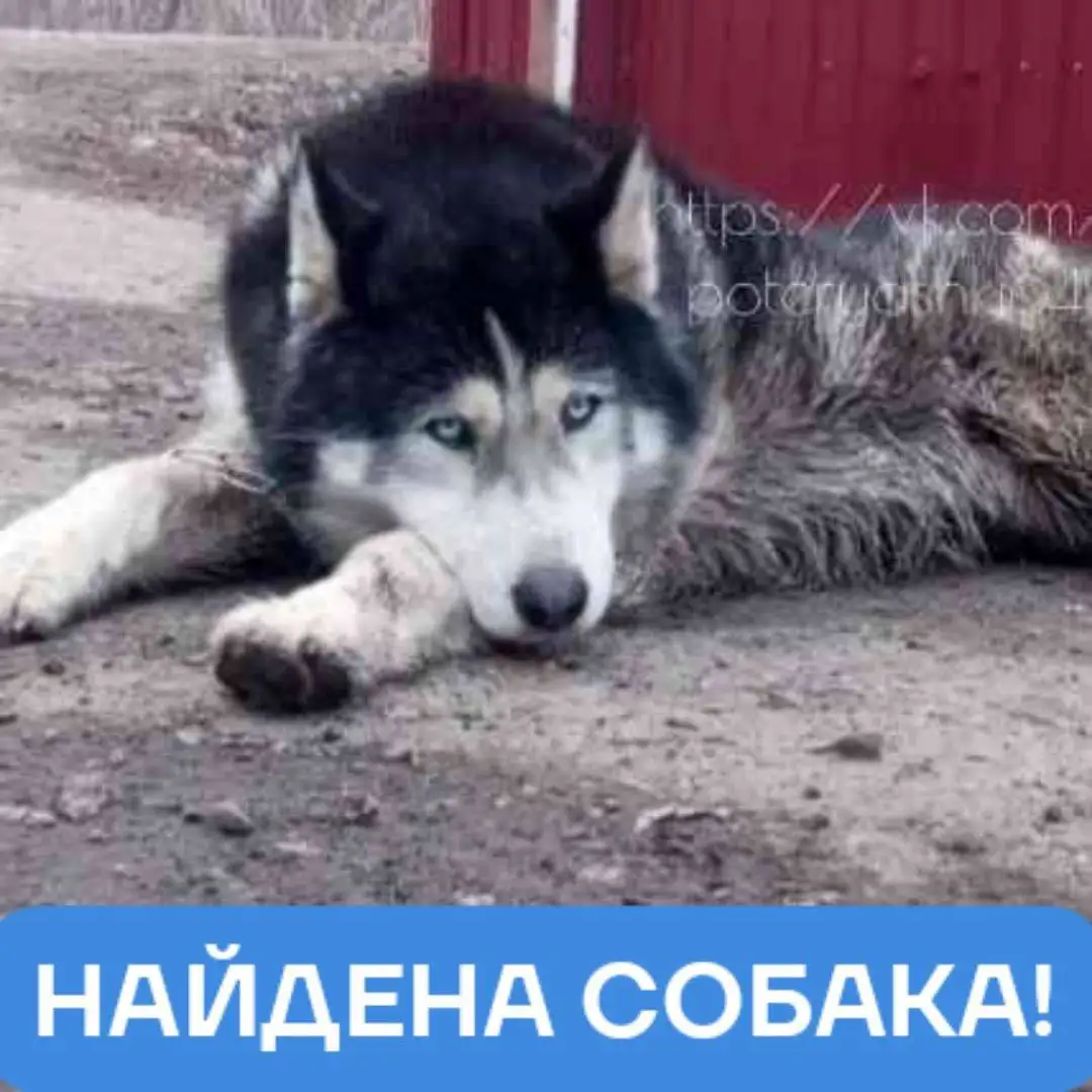 Найдена собака породы хаски в Энгельсе - Собаки (Животные) в Энгельс