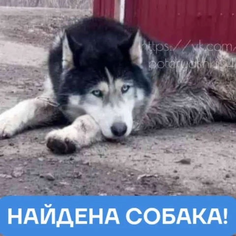 Найдена собака породы хаски в Энгельсе - Благотворительность в Энгельс