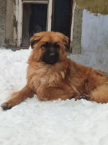 Поиск финкураторов для собаки Малыш - Благотворительность/Помощь в Саратов
