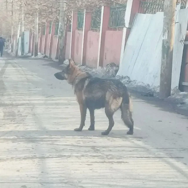 Потерянная собака в Заводском районе - Благотворительность/Помощь в Саратов