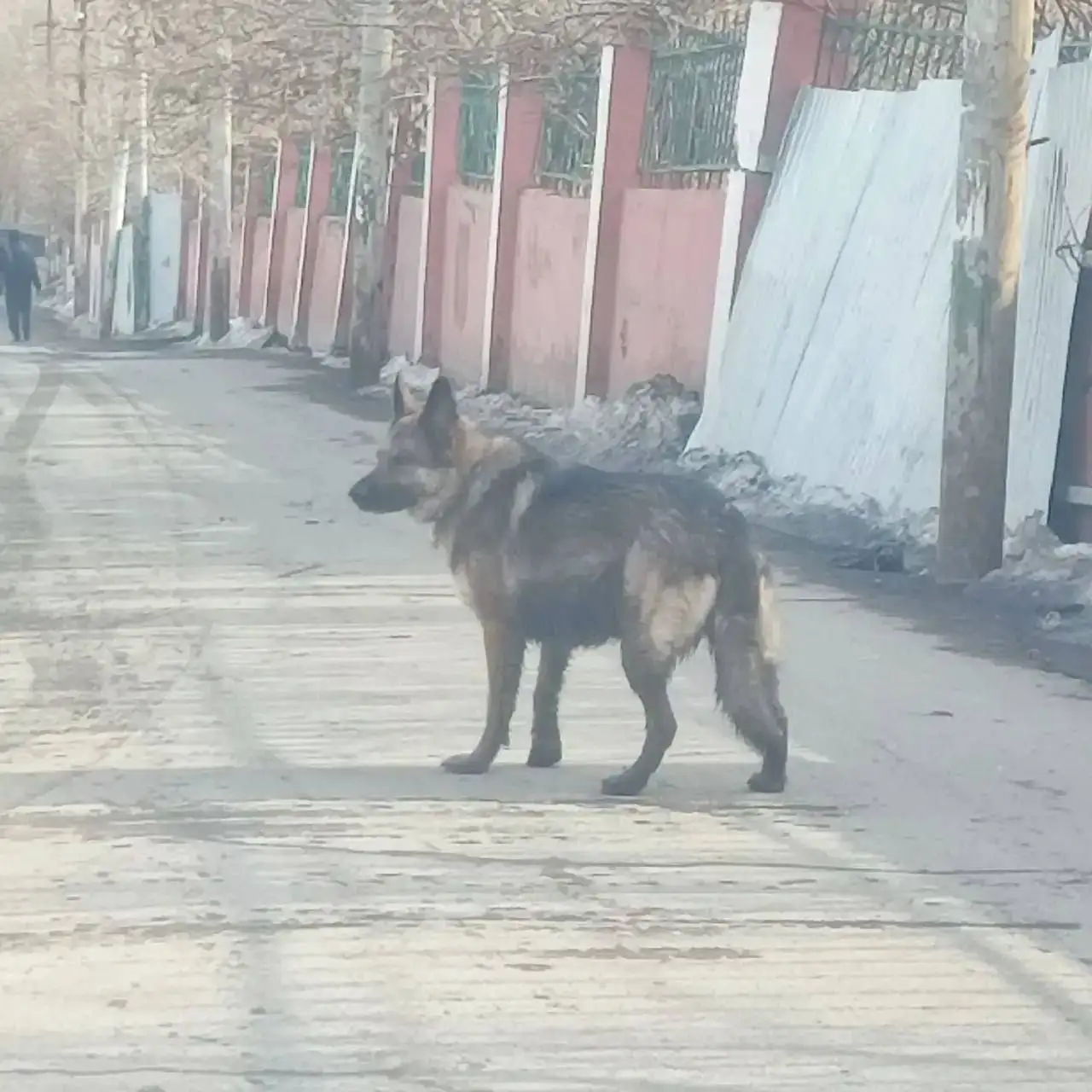 Потерянная собака в Заводском районе - Собаки (Животные) в Саратов