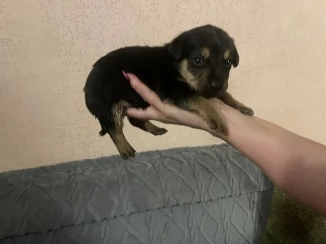 Экстренная помощь щенкам, найденным на помойке в Саратове - Благотворительность/Помощь в Саратов