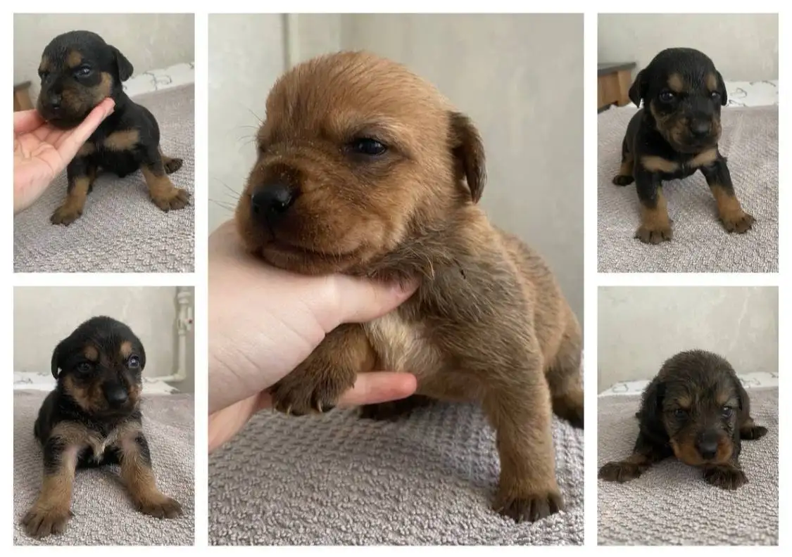 Экстренная помощь щенкам, найденным на помойке в Саратове - Собаки (Животные) в Саратов
