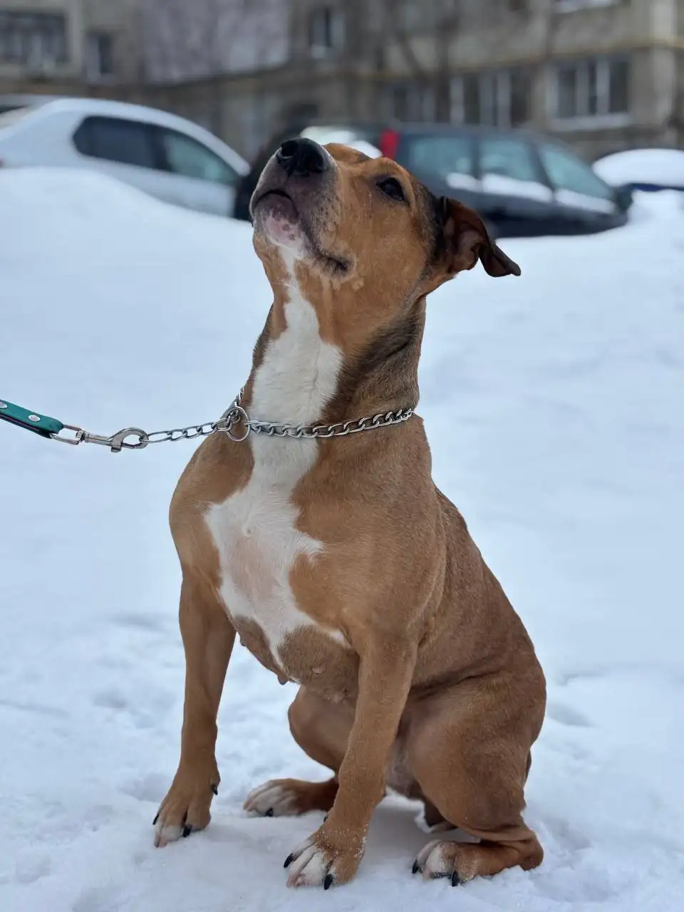 Пристрой метиса стаффа 5 лет в Саратове - Собаки (Животные) в Саратов
