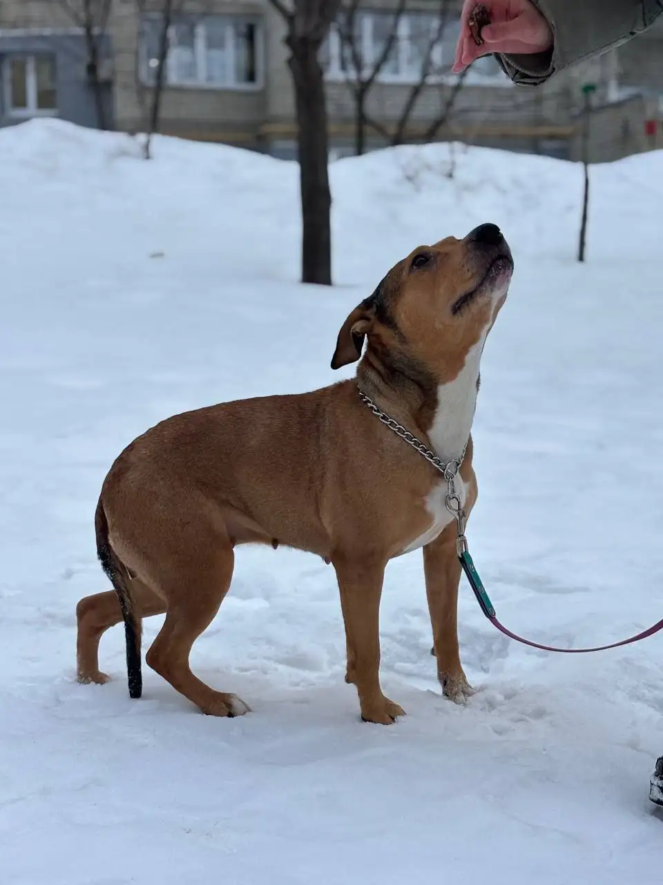 Пристрой метиса стаффа 5 лет в Саратове - Собаки (Животные) в Саратов