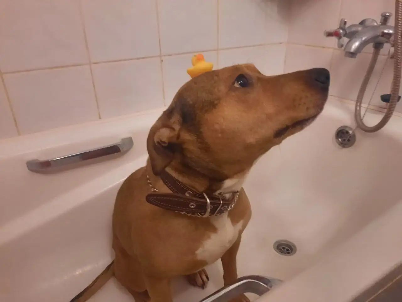 Пристрой метиса стаффа 5 лет в Саратове - Собаки (Животные) в Саратов