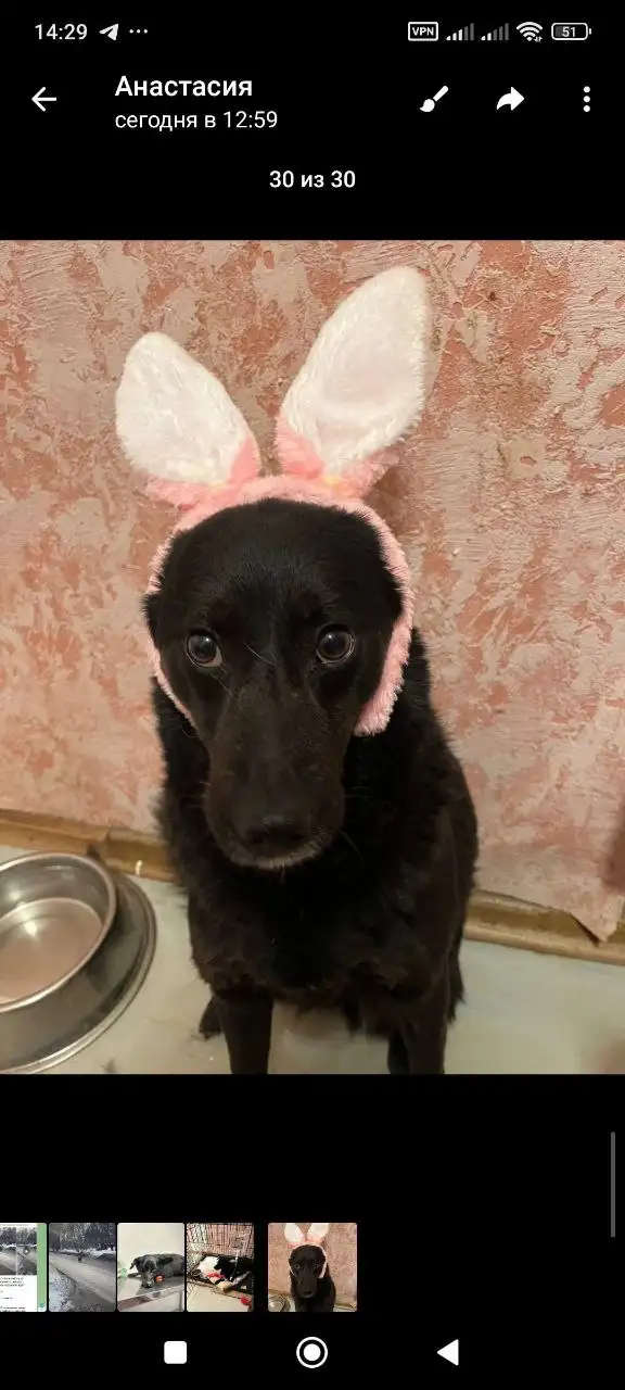 Срочный поиск финансовых кураторов для спасенной кошки Жужи - Передержка животных (Животные) в Саратов