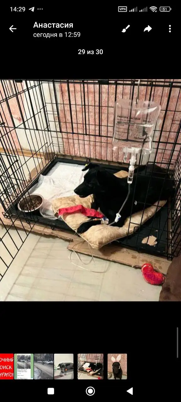 Срочный поиск финансовых кураторов для спасенной кошки Жужи - Передержка животных (Животные) в Саратов