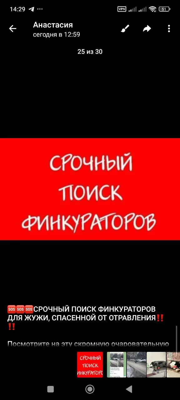 Срочный поиск финансовых кураторов для спасенной кошки Жужи - Передержка животных (Животные) в Саратов