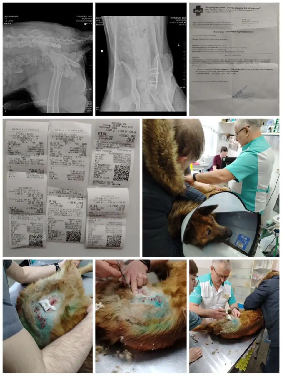 Рекс нуждается в лечении и реабилитации - Животные в Саратов