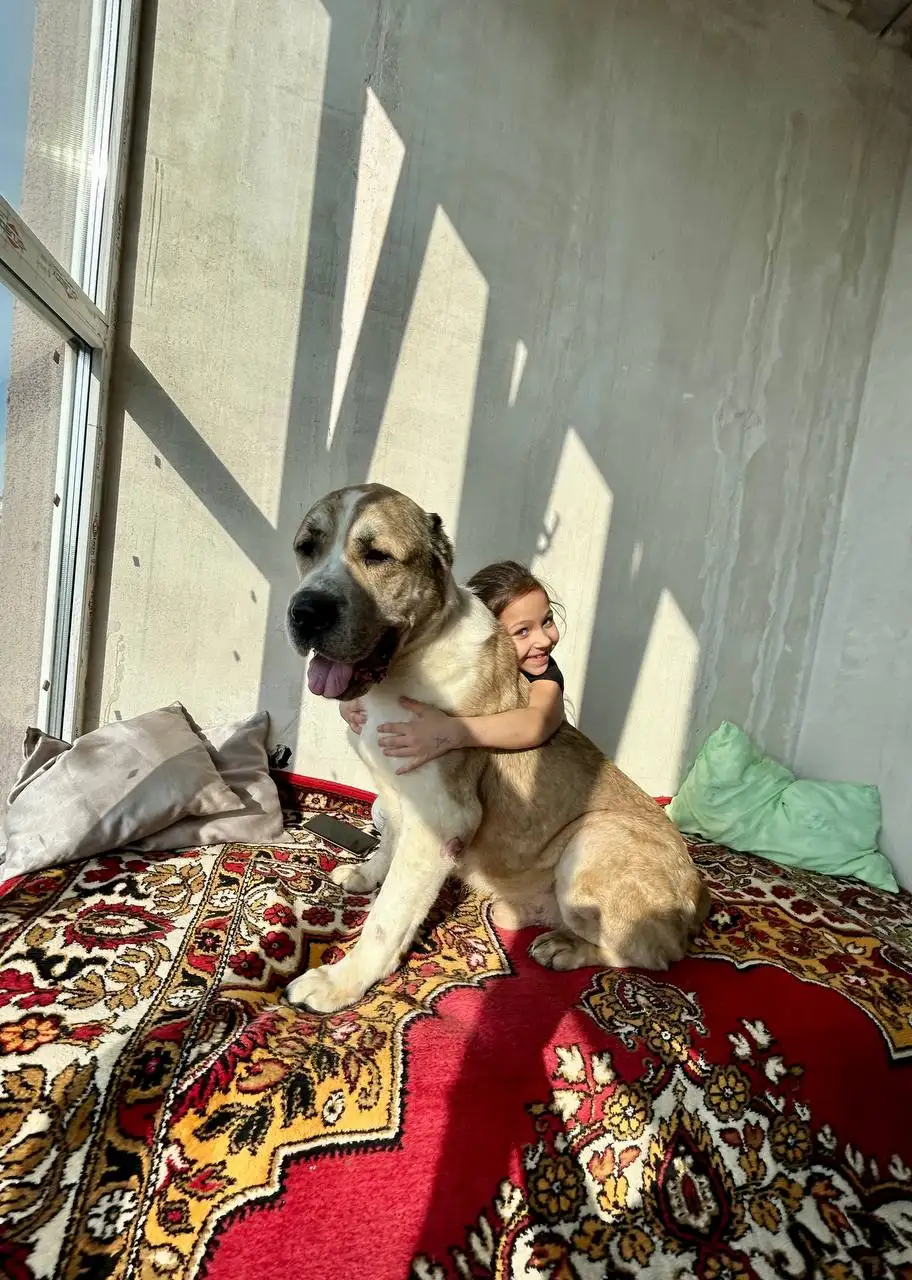 Добрый алабай на пристрой - Собаки (Животные) в Саратов