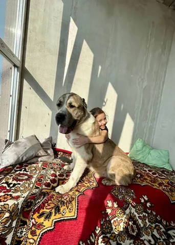 Добрый алабай на пристрой - Благотворительность/Помощь в Саратов