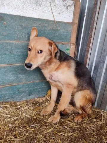 Сбор на передержку Рыжульчику - Благотворительность/Помощь в Саратов